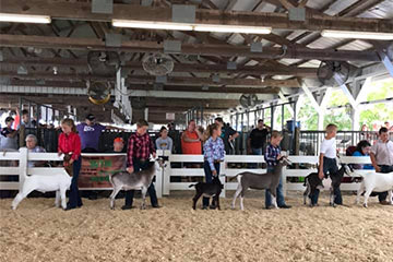 4-H Fair Goat Exhibition